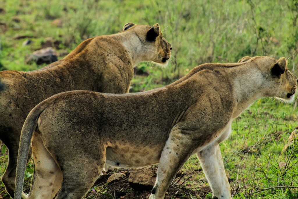 lions in Nairobi National Park