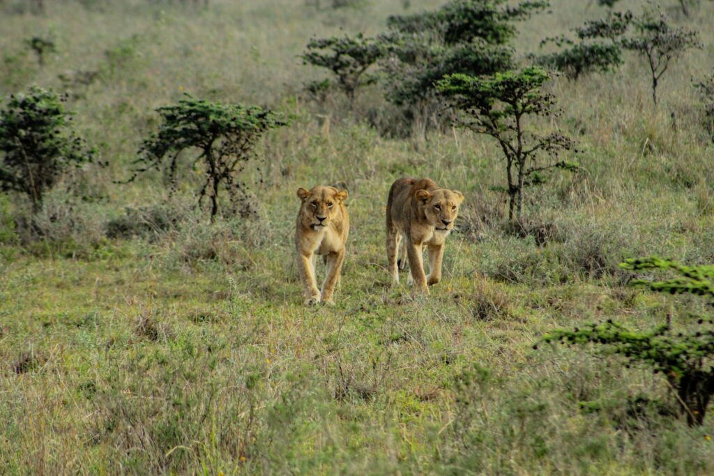 nairobi national park safari
