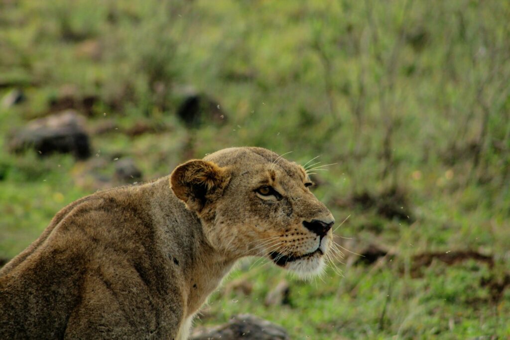 can you see lions in Nairobi National Park
