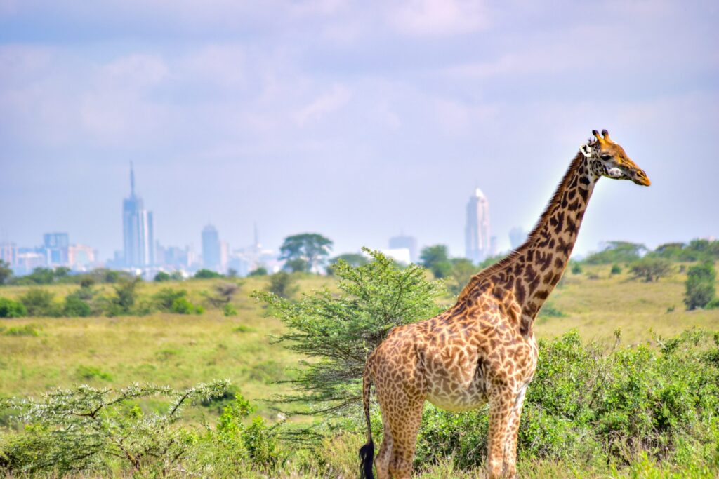Nairobi National Park, Giraffe Centre and Sheldrick