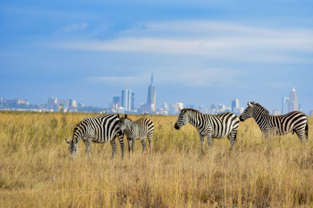 nairobi national park safari