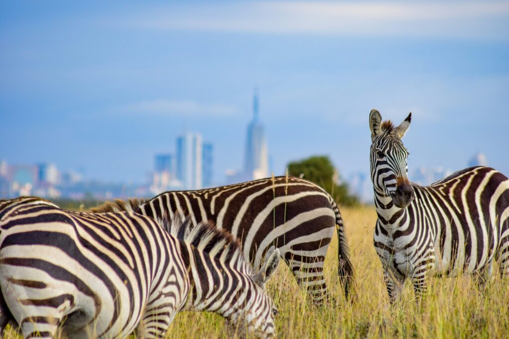 Nairobi day trip