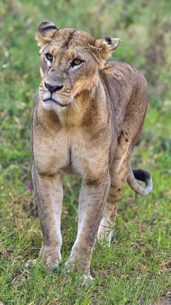 Kenya safari cost per day budget vs luxury