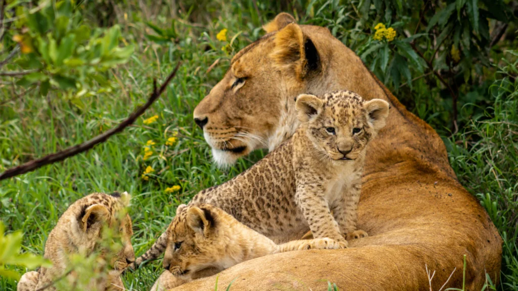 Masai Mara family safari