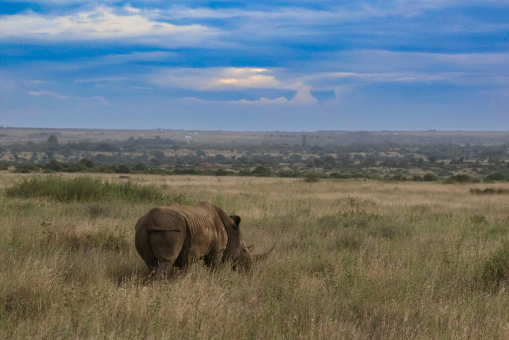rhinos in nairobi national park