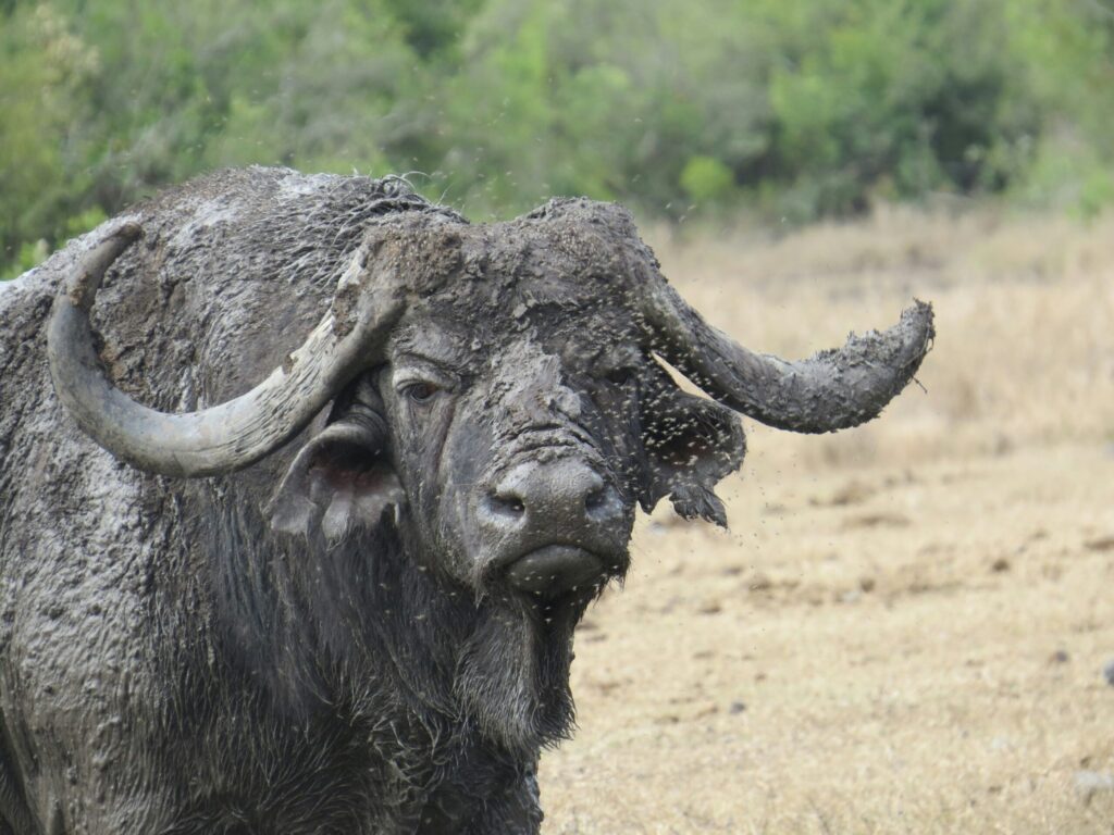 Kenya Safari Travel Insurance: What You Actually Need