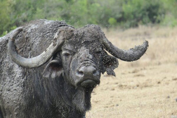 Kenya Safari Travel Insurance