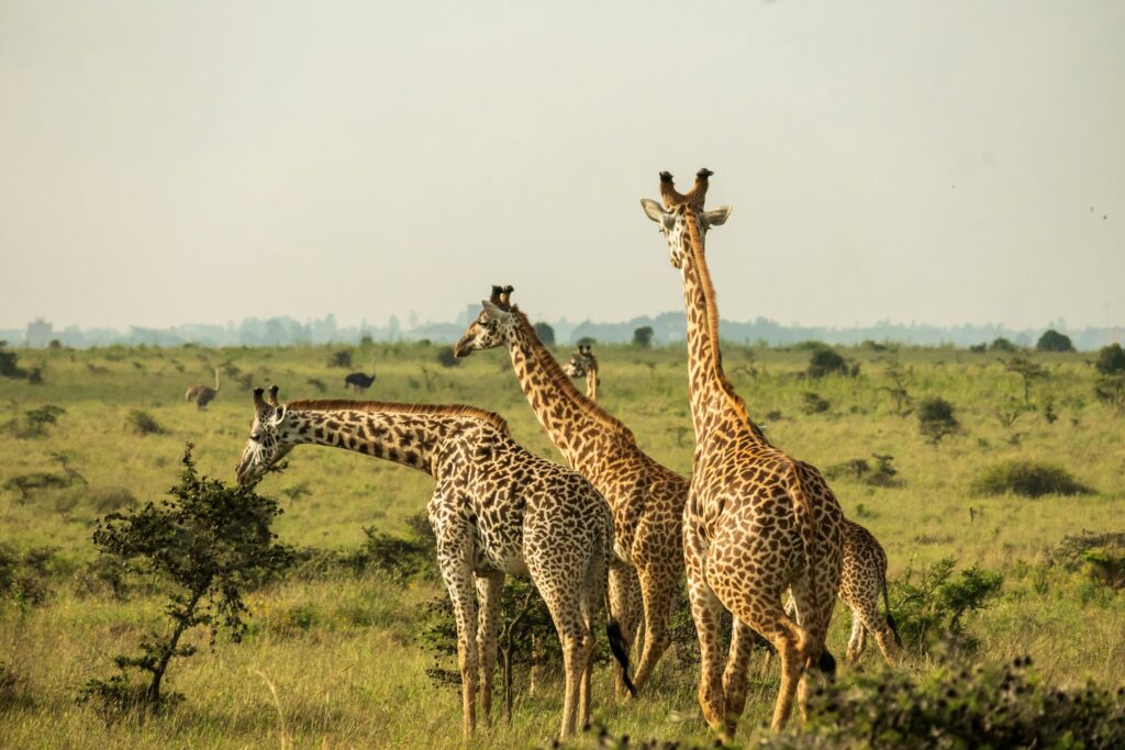 nairobi national park day trip