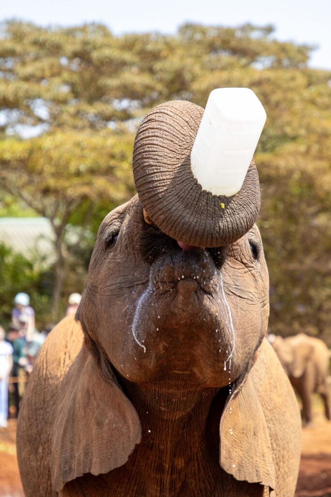 what time is the Sheldrick elephant orphanage open to visitors