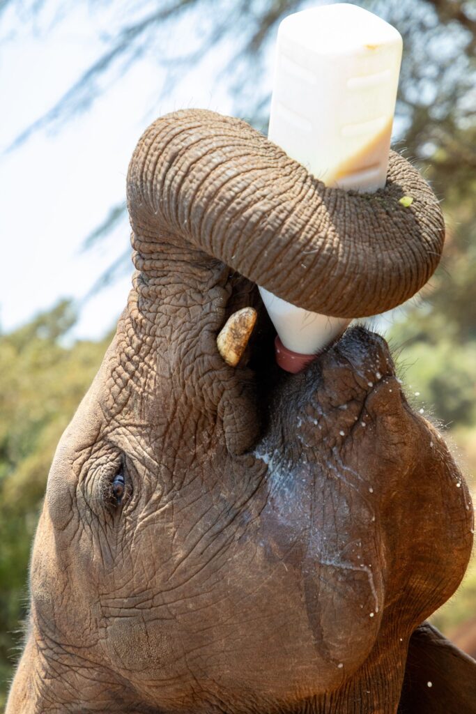 Sheldrick adoption