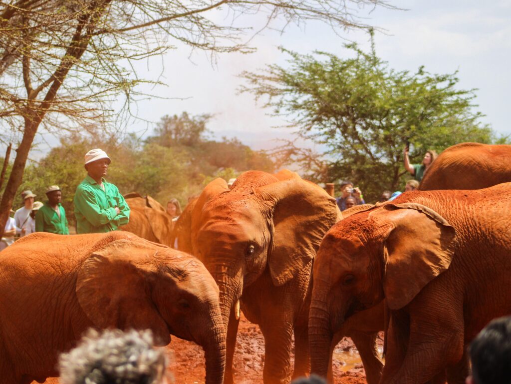 sheldrick trust