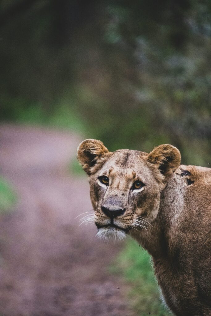 Nairobi National Park day trip