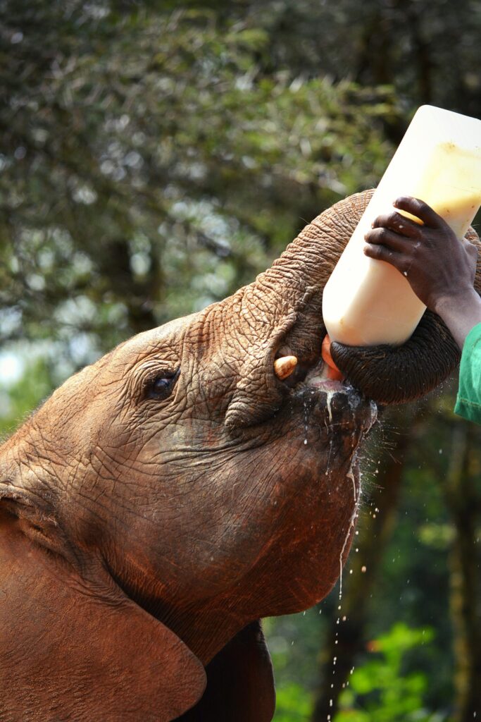 sheldrick elephant orphanage nairobi