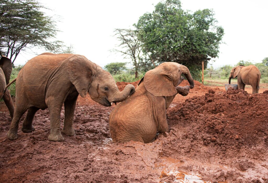 Sheldrick Trust Nairobi