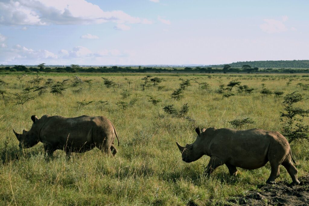 nairobi national park day tour